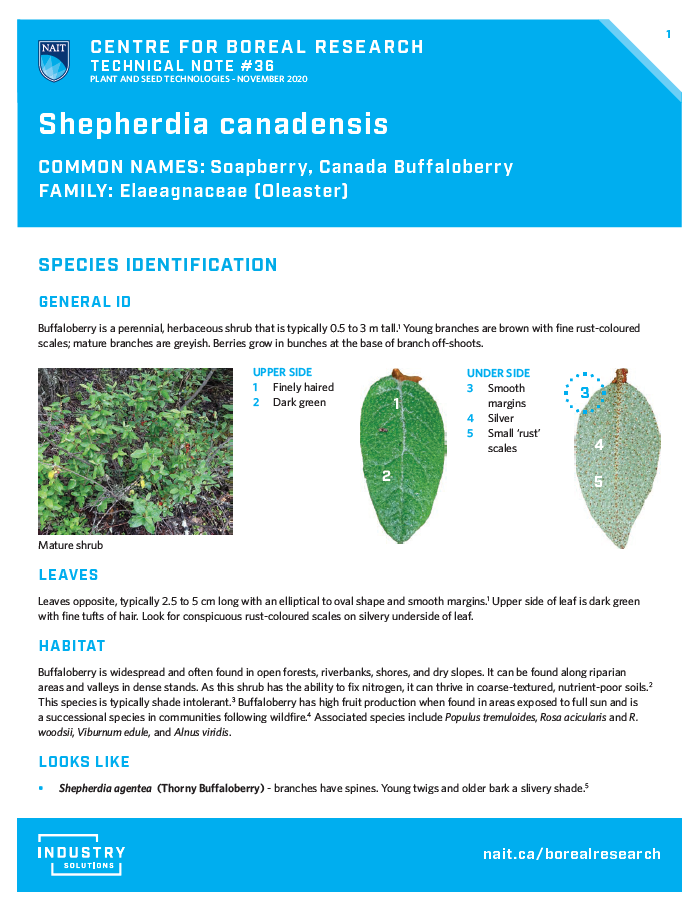 Shepherdia Canadensis Species Identification Seed Collection And Processing Canadian 